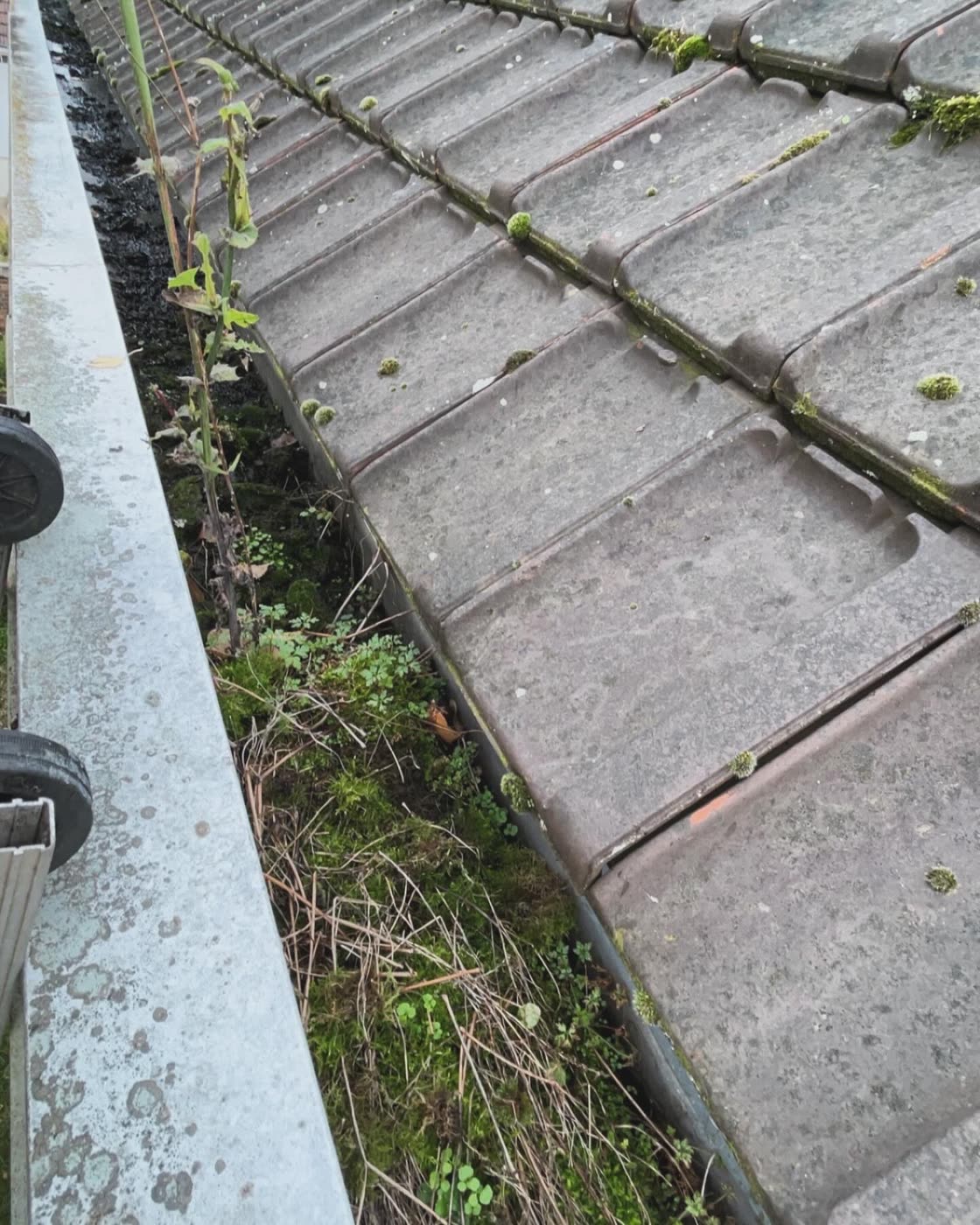 Chéneau encombré de mousse et d'herbes au pied des tuiles